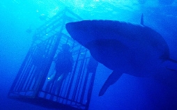 47 Meters Down