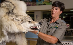 Border Patrol New Zealand - Einsatz an der Grenze