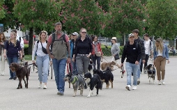 Auf den Hund gekommen - Der Vorarlberger zweitliebstes Haustier