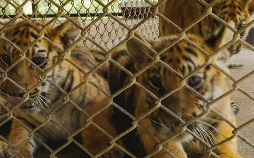 Wildlife Crime – Milliardengeschäft Tierhandel