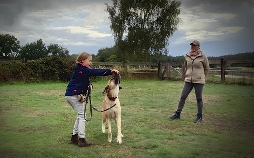 Liebste Fellnasen - Abenteuer Hundeschule