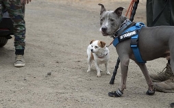 Cesar Millan: Guter Mensch, guter Hund