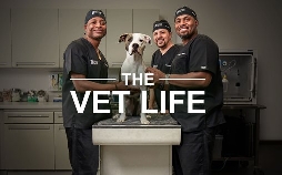 Die Tierärzte von Houston