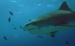 Wild Hawaii - Zwischen Feuer und Ozean