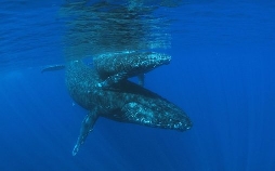 Schildkröten und Wale - Botschafter der Meere