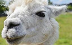 Landleben neu entdeckt!