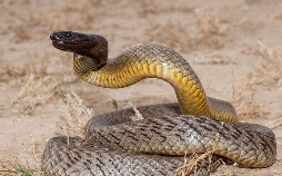 Australiens Schlangen - Giftig und gefährlich