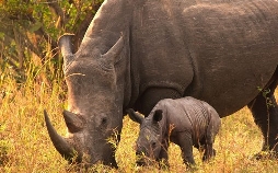 Nashörner - Mit Herz und Horn