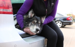 Der Super-Doc - Einsatz für 4 Pfoten