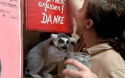 Leopard, Seebär & Co.