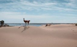 Wildes Lateinamerika