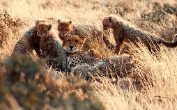 Der Geparden-Clan