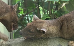 Giraffe, Erdmännchen & Co.