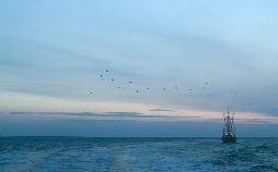 Der Seehund von Sanderoog