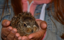 Anna und die wilden Tiere