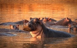 Kämpfer und Könige - Afrikas Flusspferde