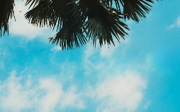 Promis unter Palmen - Für Geld mache ich alles!