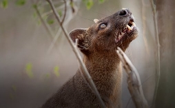 Unbekanntes Madagaskar