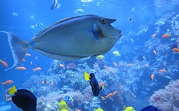 Leipzigs Unterwasserwelt - Das neue Zoo-Aquarium