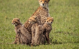 Masai Mara