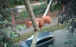 Wildwechsel: Tiere auf Achse