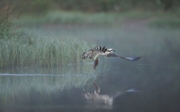 Schottlands neue Wildnis