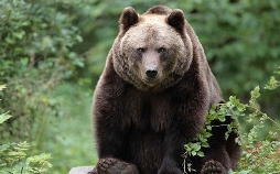 Wolf, Bär & Co. | TV-Programm von NDR