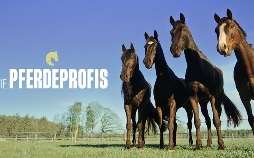 Die Pferdeprofis