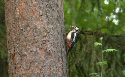 Die Zukunft des Waldes