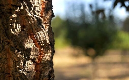 Wald Queens - Einsatz fürs Holz