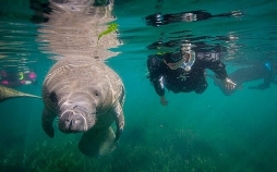 Das Überleben der Langsamsten