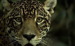 Guyana - Der Weg des Jaguars