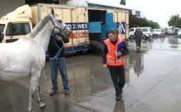 Border Patrol New Zealand - Einsatz an der Grenze