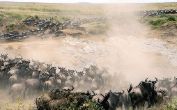 Masai Mara