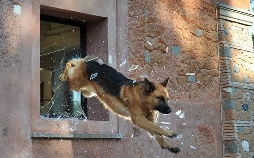 Kommissar Rex