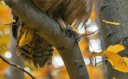 Unsere Wälder