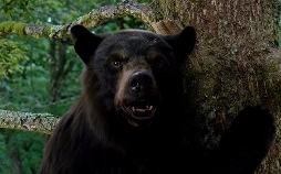 Cocaine Bear