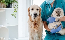 Die Tier-Docs! Pfotenhelden mit Herz