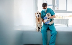 Die Tier-Docs! Pfotenhelden mit Herz