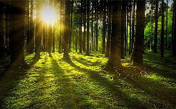 Oranienbaum - Glanz und Schatten