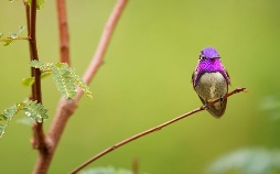 Die Farben der Tierwelt