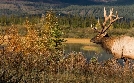 Ein Jahr in Kanadas Wildnis | TV-Programm von phoenix