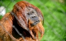 Panda, Gorilla & Co. | TV-Programm von Das Erste