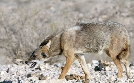 Wildkatzen und Wildhunde | TV-Programm von arte