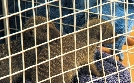 Das Waisenhaus für wilde Tiere | TV-Programm von RBB