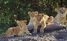 Serengeti | TV-Programm von arte