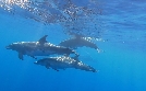 Naturparks in Portugal | TV-Programm von ARD alpha HD