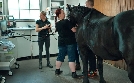 Die Pferde-Docs - Ein Herz für große Tiere | TV-Programm von SWR