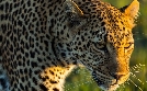 Die Leopardin | TV-Programm von 3sat