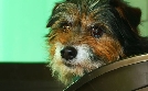 Dog House - Hundevermittlung mit Herz | TV-Programm von TLC